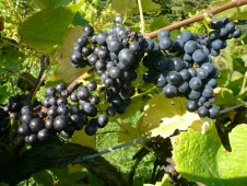 Degustazione vini con visita guidata nelle Cantine e nei Vigneti Franciacorta