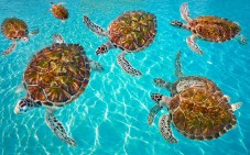 Cancun nuota e fa snorkeling con tour delle tartarughe