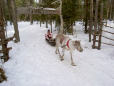 Renne e Aurora Boreale per Due in Lapponia