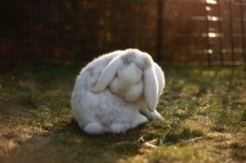 Regala un coniglio nano