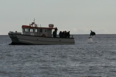 Genova, escursione guidata avvistamento cetacei accessibile