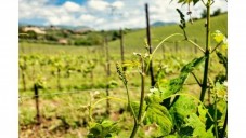 Degustazione Vini Locali e Passeggiata a Cavallo tra i vigneti