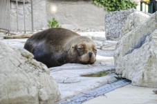 Vienna in famiglia con ingresso allo Zoo di Schönbrunn