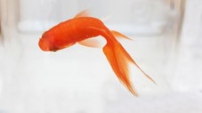 Idee Regalo Pesce Rosso con Consegna a Domicilio - Roma