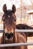 Passeggiata a Cavallo con Degustazione di Prodotti Locali alla Corte del Re