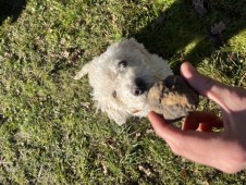 A CACCIA DI TARTUFI IN COPPIA