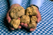 Istria - Due notti e caccia al tartufo