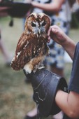 Corso di Falconeria di 3 Giorni in Umbria 