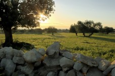 Meravigliosa Passeggiata In Carrozza In Puglia