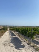 Degustazione 4 vini e Tour Cantina - Sicilia