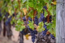 Soggiorno regalo e Degustazione Vini in Veneto