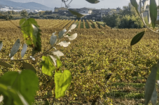 Degustazione: Il Tricolore 