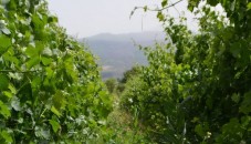 Degustazione di Vini a Castiglione di Sicilia