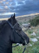 Passeggiata a cavallo per 2 nel Parco della Murgia in Basilicata 