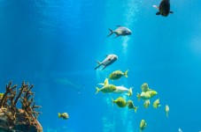 Snorkeling in Liguria 