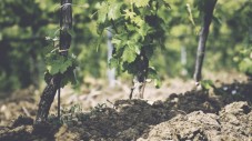 Visita vigne, cantine e degustazione 5 vini 