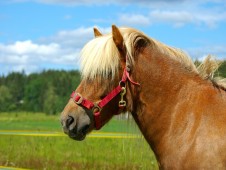 Passeggiata a cavallo per bambini in Toscana