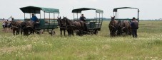 The Puszta Horse Show: Traditional Hungarian Equestrian Experience