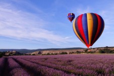 Tour mattutino dei campi di lavanda da Aix en Provence