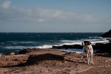 Servizio fotografico Cane o Gatto con Stampe