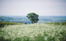 Cofanetto Regala un Albero