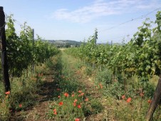 Degustazione 4 Colori | Cantine Toscana