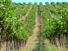 Degustazione Vino In Azienda Agricola