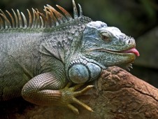 Regala un'iguana