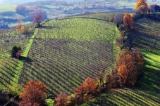 Visita guidata con degustazione di tre calici di vino con abbinamento gastronomico a Parma