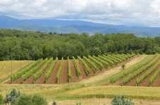 Degustazione Standard in Umbria