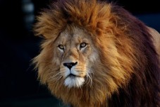 Biglietto per Bioparco di Roma – Scopri Oltre 1200 Animali a Villa Borghese