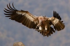 Corso di Falconeria di 3 Giorni in Umbria 