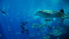 Snorkeling in Liguria 