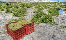 Avventura del vino Santorini per piccoli gruppi