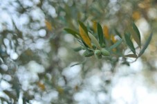 Raccolta delle Olive