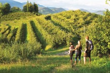 Picnic in vigna a Montepulciano 