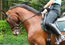 Passeggiata a Cavallo 1 ora vicino a Piacenza