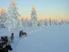 Escursione con cani da slitta sulle Dolomiti