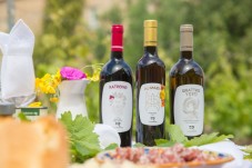 Degustazione 4 vini e Tour Cantina - Sicilia