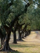 Alla Scoperta dell'Olio ad Ostuni