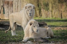 Regalo Tre Biglietti Adulto Parco Natura Viva