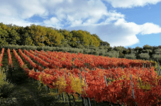 Degustazione Vini a Montefalco