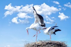 Birdwatching al Lago di Montepulciano