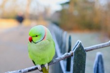 Regalo Coppia di uccellini Diamanti di Gould - Roma