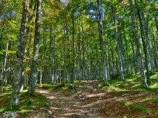 Passeggiata nella faggeta secolare 