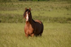 Giro a cavallo in Sardegna 