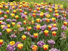 Visita guidata di Keukenhof e dei campi di fiori con partenza da Rotterdam