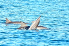 Nuotare con i delfini e osservare le balene a Mauritius