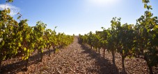 Degustazione di vini e tapas nella regione vinicola spagnola di Rueda