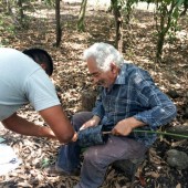 Regala Albero di Lime